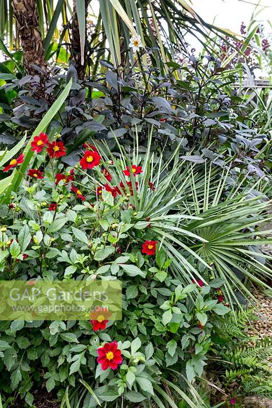Chamaerops humilis 'Cerifera' growing between by Dahlia 'Topmix Red' and Dahlia 'Twynings After Eight'.