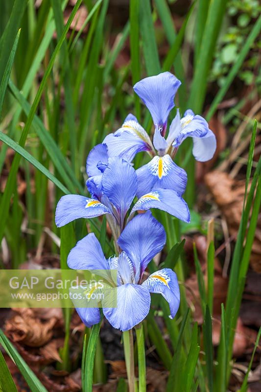 Iris unguicularis - Algerian iris