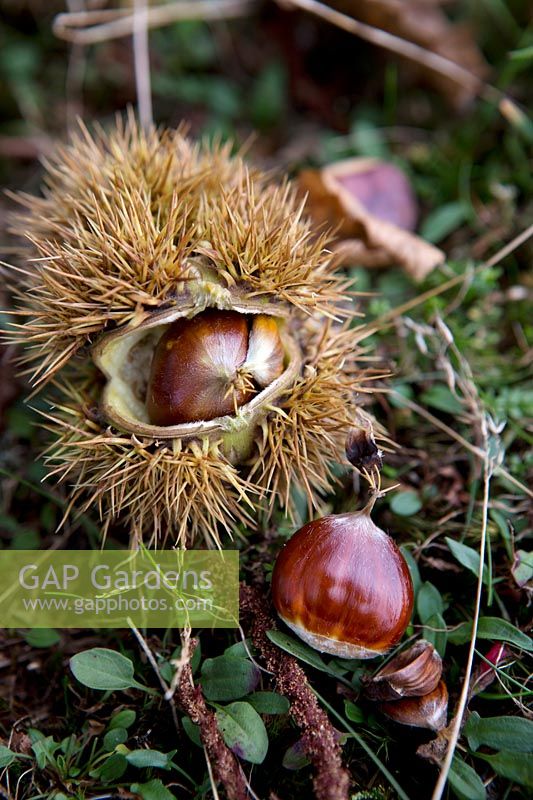 Castanea sativa - Sweet chestnut
