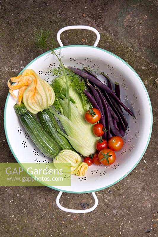 Colander of courgettes, fennel, purple french beans, tomato 'Gardeners' Delight'