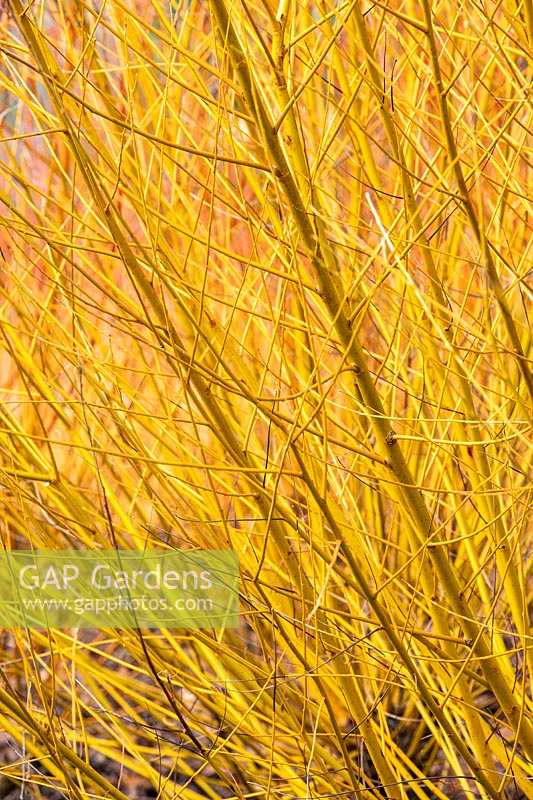 Salix alba 'Golden Ness' - White willow 'Golden Ness'
 
