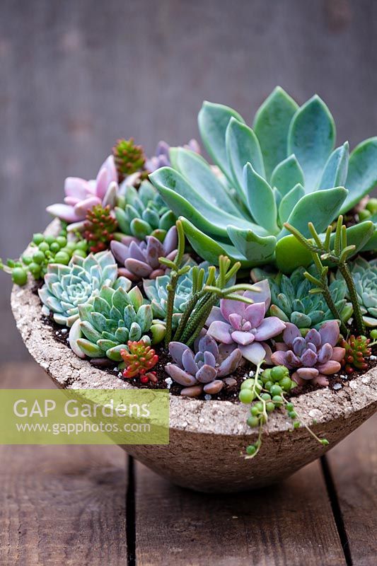 Succulents planted in container.