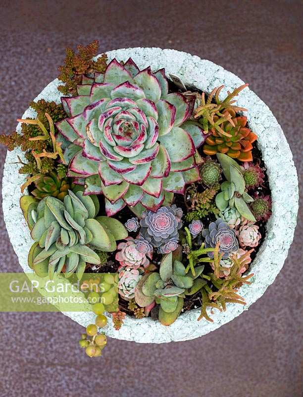 Echeveria chihuahuensis 'Raspberry Dip' with various other succulents planted in decorative container.