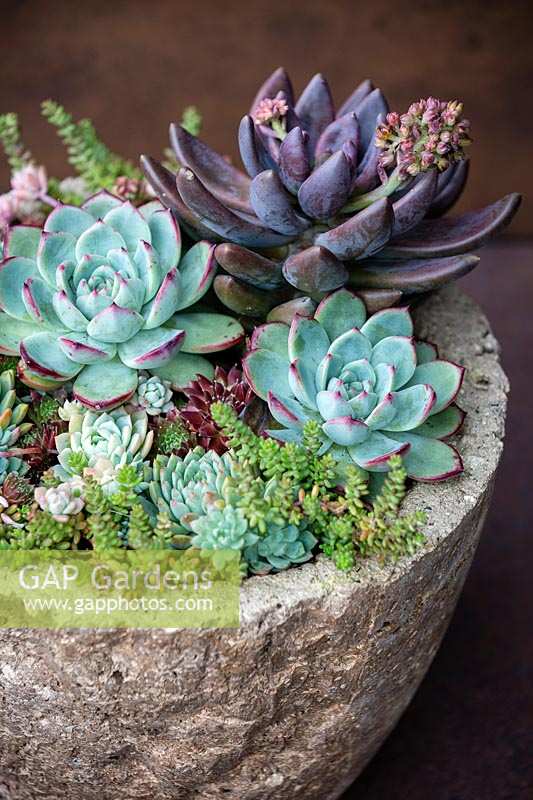 Echeveria 'Desert Harmony' and Pachyveria 'Blue Mist' in container.