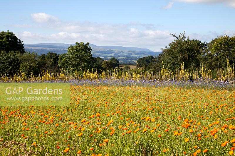 Field of Calendula, Cornflower and Verbascum, Herefordshire, UK