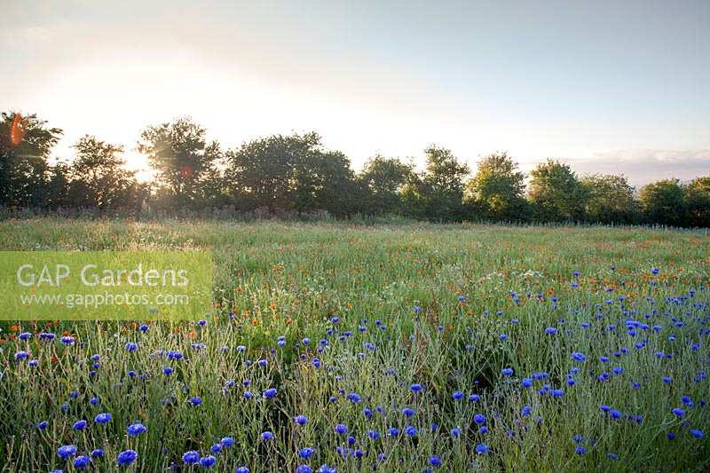 Field of mixed herbs with Cornflowers, Chamomile, Calendula and Echinacea, Herefordshire, UK
