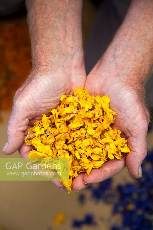 Overview of man holding a handful of dried Verbascum petals to be used in organic products. 