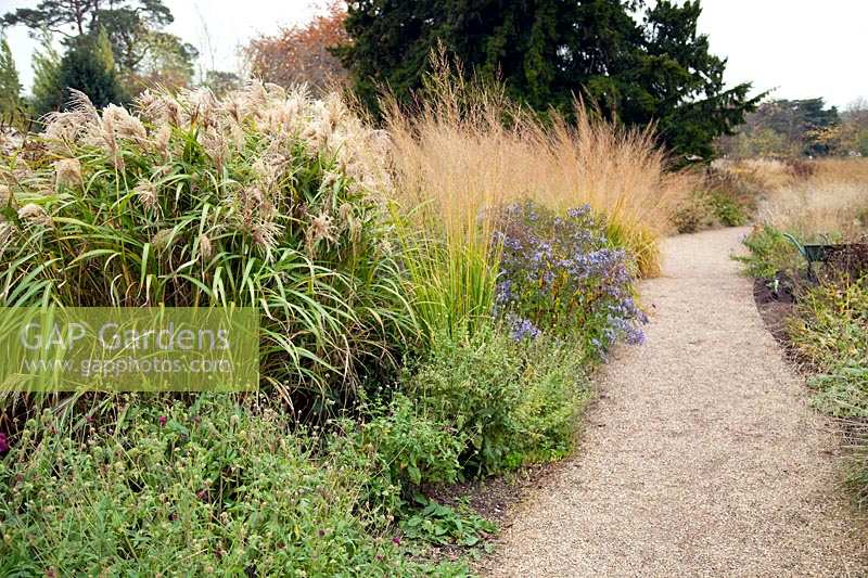 A gravel path leads through borders of perennial grasses and seedheads designed by Piet Oudolf - Trentham Gardens, Staffordshire, UK.