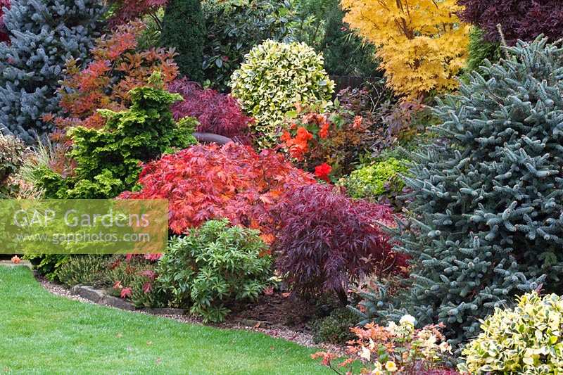 Mixed shrub and conifer planting in Four Seasons Oriental themed garden.  