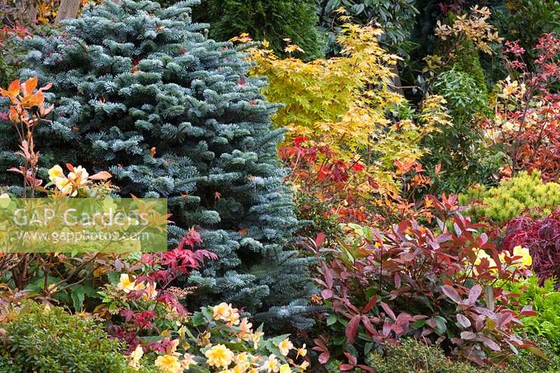 Mixed acer and conifer planting in Four Seasons Oriental themed garden, with late flowering begonias.