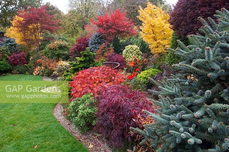 Mixed shrub and conifer planting in Four Seasons Oriental garden