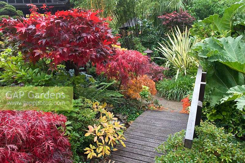 Contrasting Acers next to Japanese bridge in Four Seasons Oriental themed garden in late October