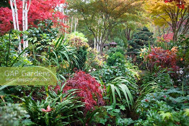 Jungle area of Four Seasons Oriental garden