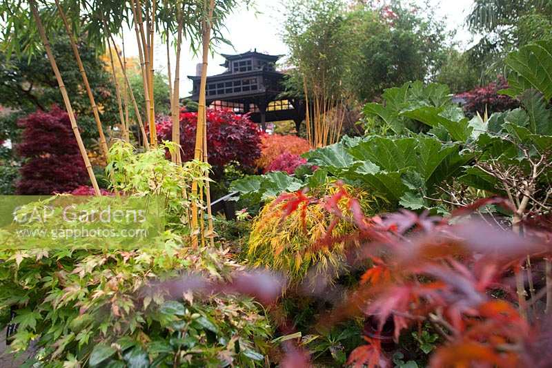 Phyllostachys aurea with Japanese tea house and borders of conifers, Azaleas, and Acers
