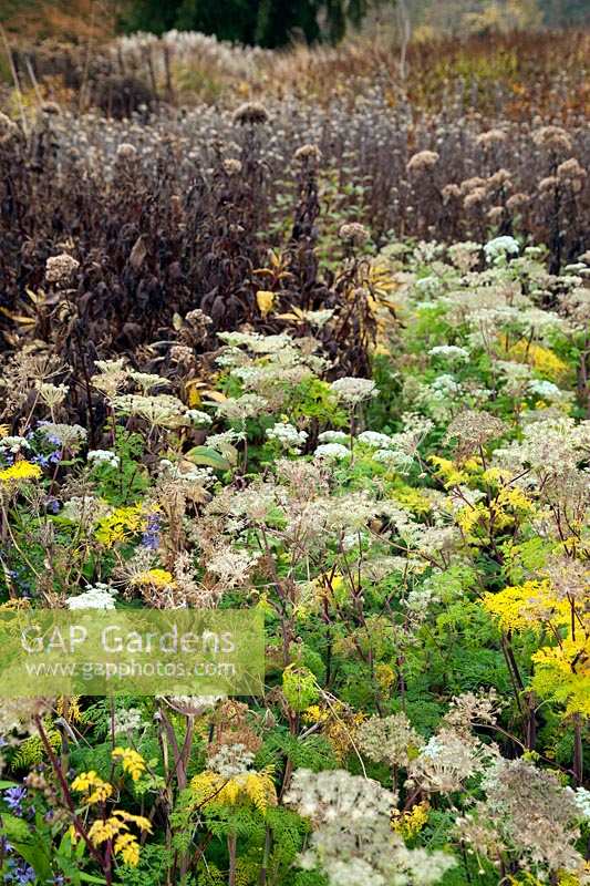 Border of grasses and perennial seedheads, Trentham Gardens, Staffordshire, UK
