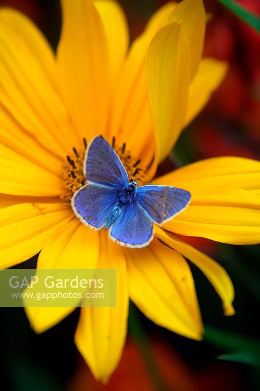 Heliopsis helianthoides var. scabra 'Venus' with Common Blue butterfly - Polyommatus icarus