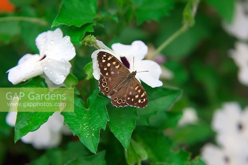 Thunbergia alata 'Susie White With Black Eye' and Pararge aegeria - Speckled Wood Butterfly