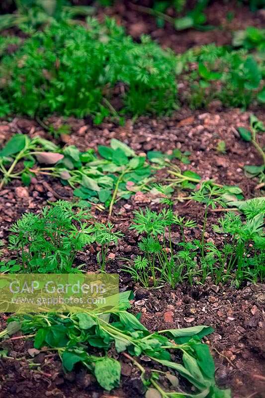 Weed seedlings can be left to dessicate-  here with carrots Daucus carota