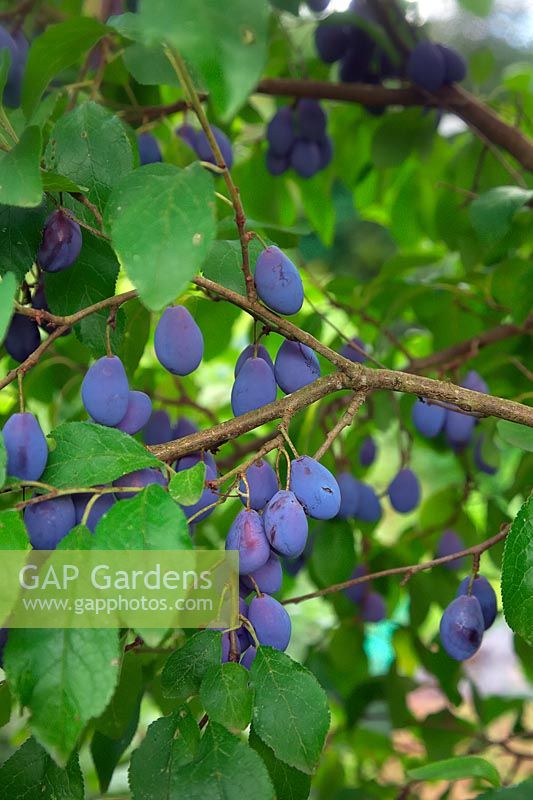 Prunus 'Shropshire Prune Damson' ready to harvest