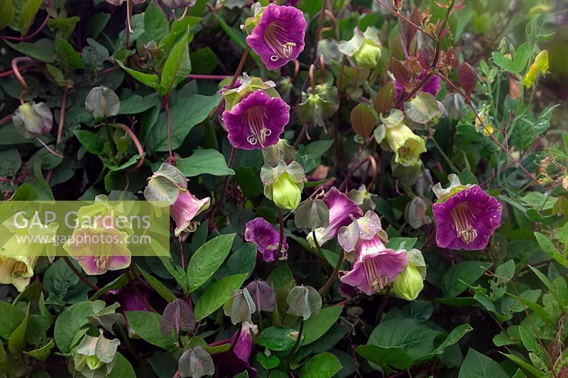 Cobaea scandens AGM Cup and Saucer Plant