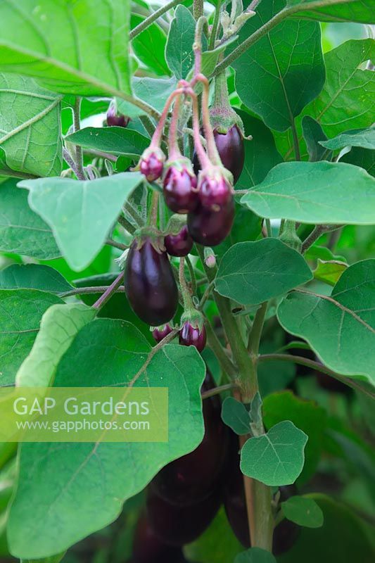 Solanum melongena - Aubergine 'Ophelia' - Eggplant