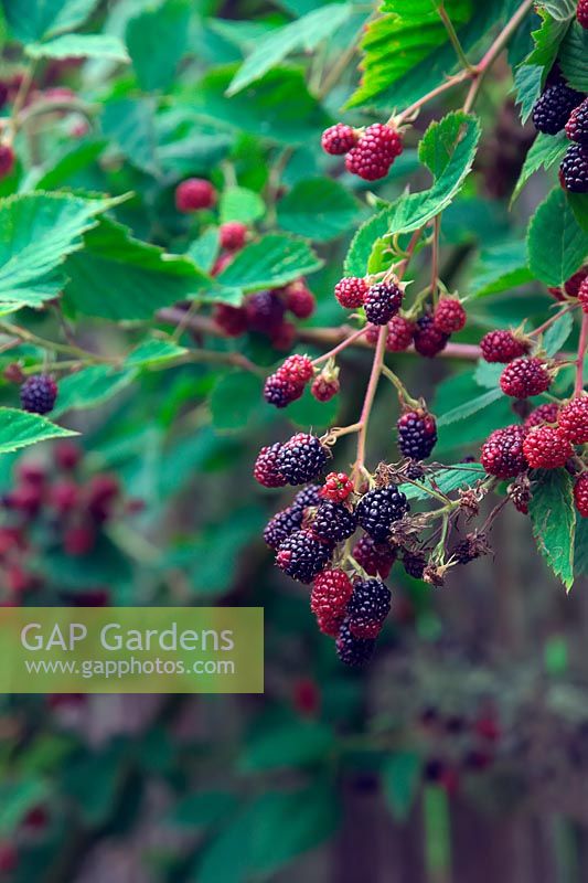 Rubus fruticosus 'Merton Thornless' - Blackberry 