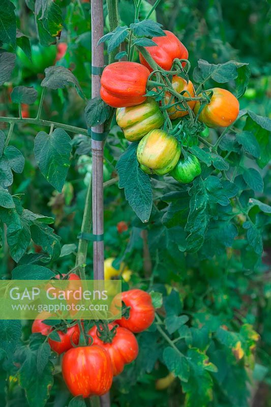 Solanum lycopersicum 'Striped cavern' - Tomatoes