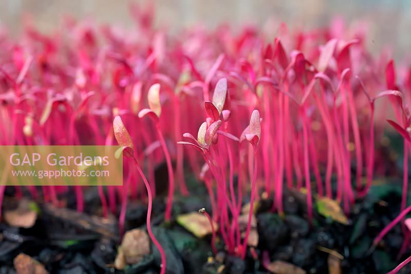 Amaranthus 'Red Garnet' seedlings for salad