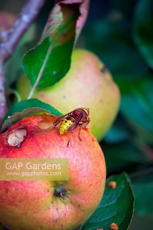 European hornet - Vespa crabro - damaging an apple crop