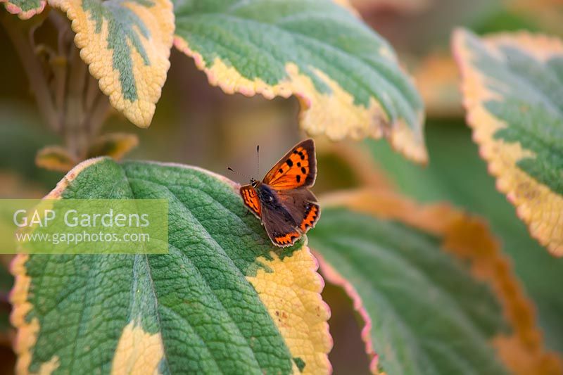 Lycaena phlaeas - Small Copper Butterfly - resting on Plectranthus argentatus 'Hill House'