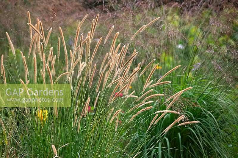 Pennisetum macrourum - African Feather Grass
