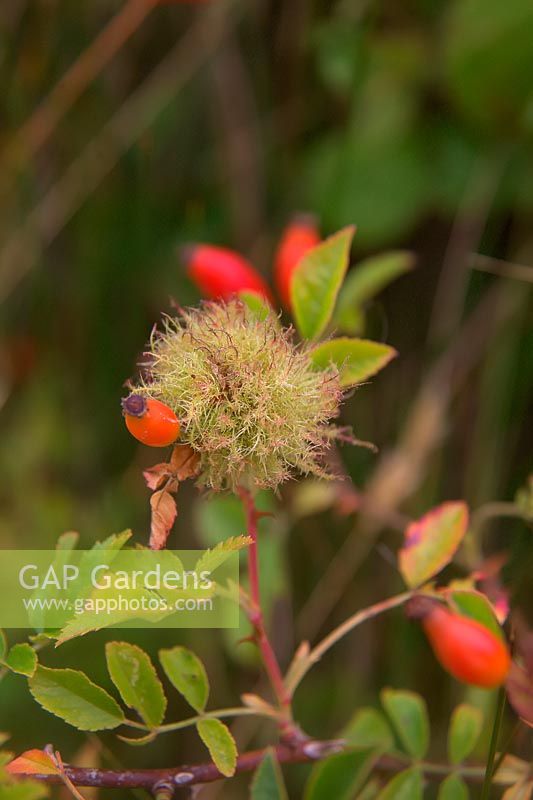 Rose bedeguar gall caused by Diplolepis rosae - hymenopteran gall wasp. 