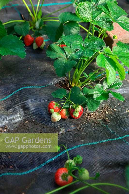 Fragaria x ananassa 'Cupid' - cold store plants and mypex fabric ground cover 