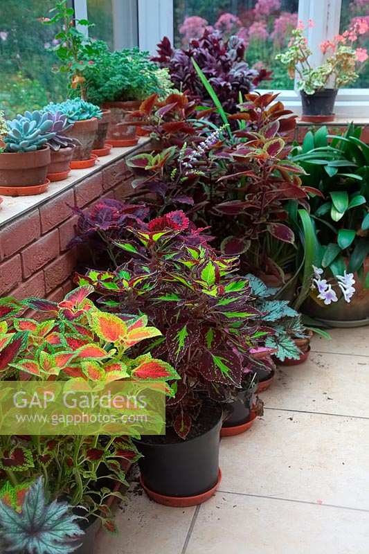 Potted Coleus, succulents and Pelargoniums in conservatory.

