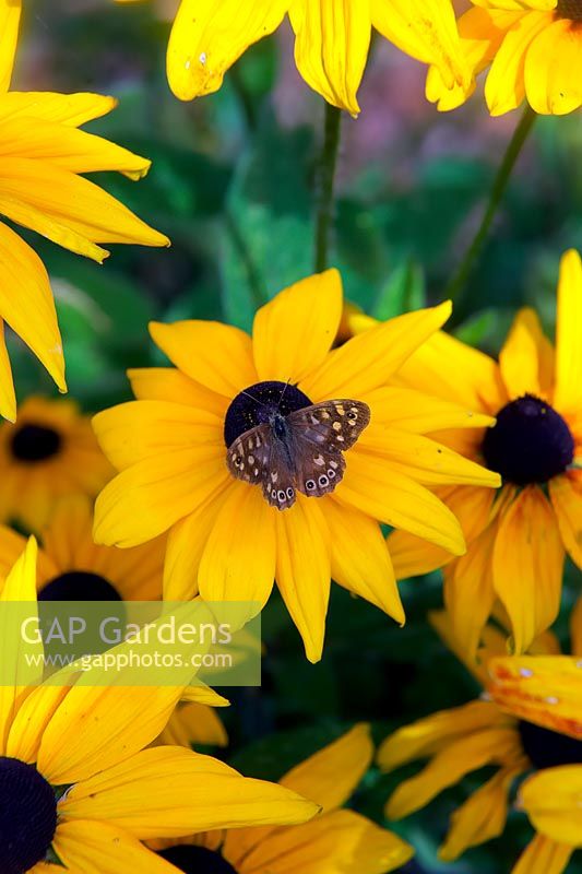 Pararge aegeria - Speckled wood butterfly on Rudbeckia 'Indian Summer'
