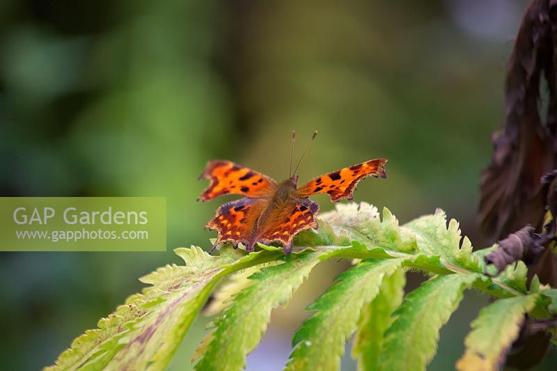 Polygonia c-album - Comma butterfly