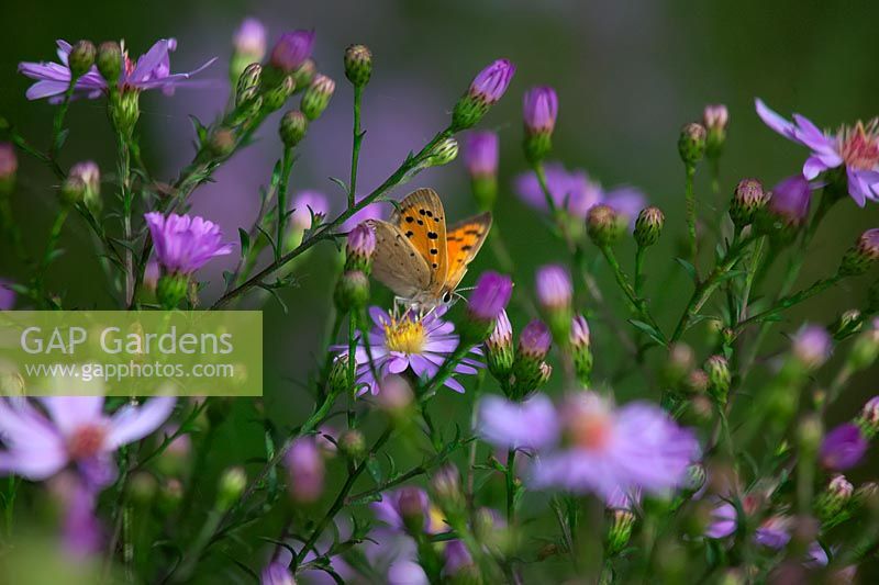 Aster 'Little Carlow' - Cordifolius hybrid with Lycaena phlaeas, the small copper butterfly