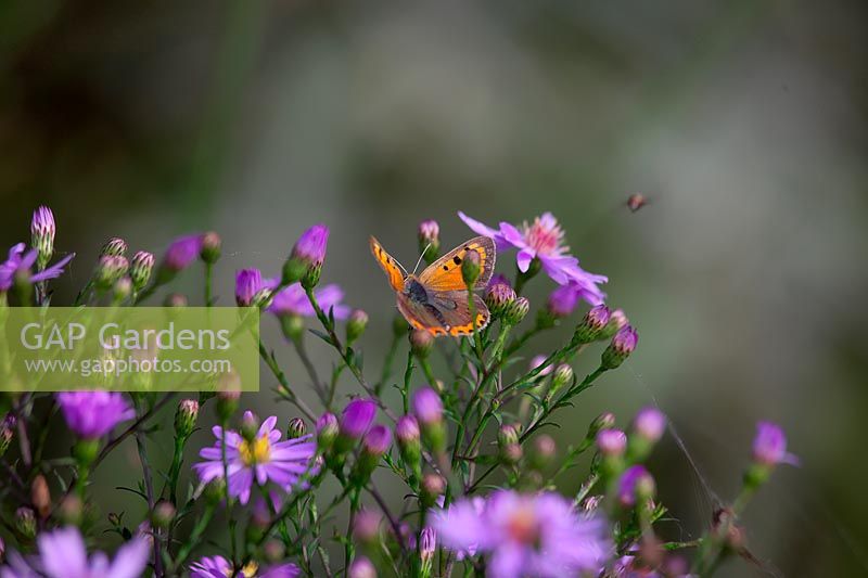Aster 'Little Carlow' - Cordifolius hybrid with Lycaena phlaeas- Small copper butterfly