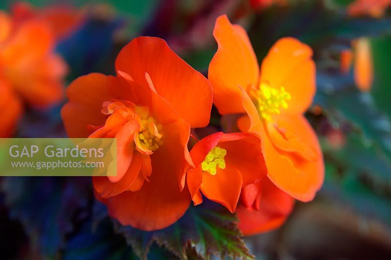 Begonia 'Nonstop Mocca Bright Orange' 