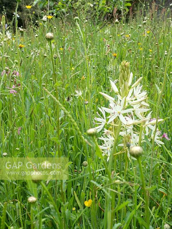 Camassia leichtlinii 'Alba' in meadow planting with British wild flowers and grasses. 