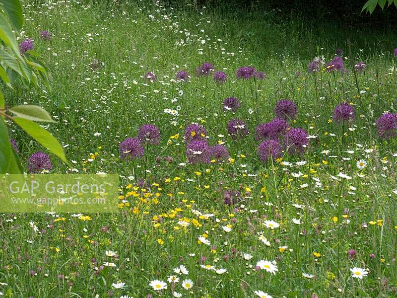Alliums flowering in spring in a meadow setting with native grasses and wild flowers.