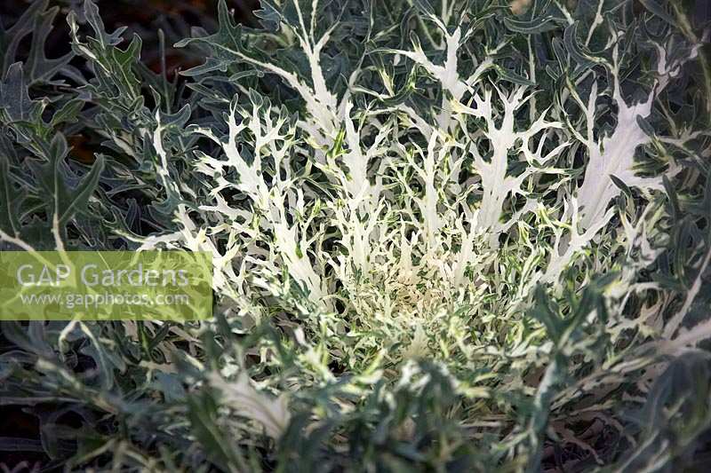 Brassica oleracea Acephala Group 'White Peacock' - Kale