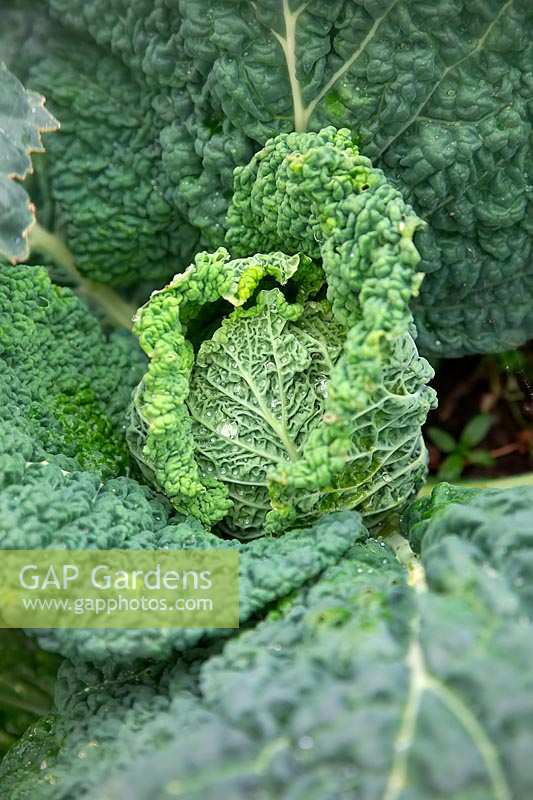 Brassica oleracea Capitata Group 'Vertus 2' - Cabbage 