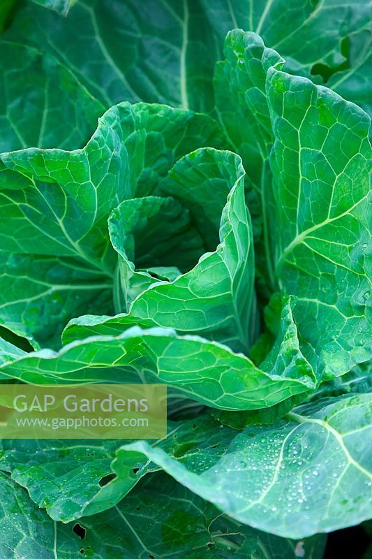 Brassica oleracea Capitata Group 'Wintergreen' - Cabbage 