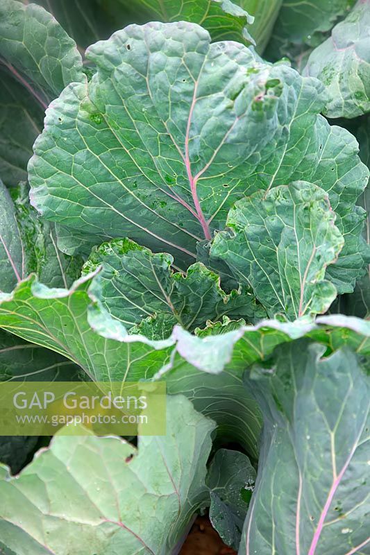 Brassica oleracea Capitata Group 'Noelle' - Cabbage 