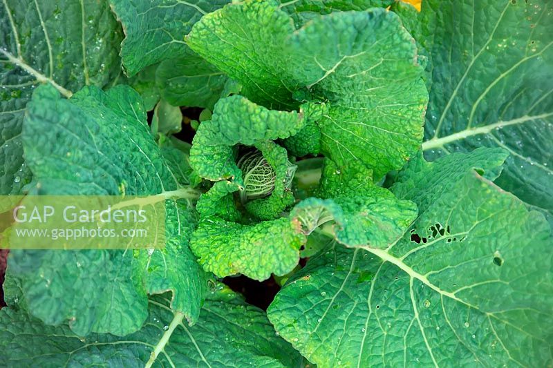 Brassica oleracea Capitata Group 'Traviata' - Cabbage  