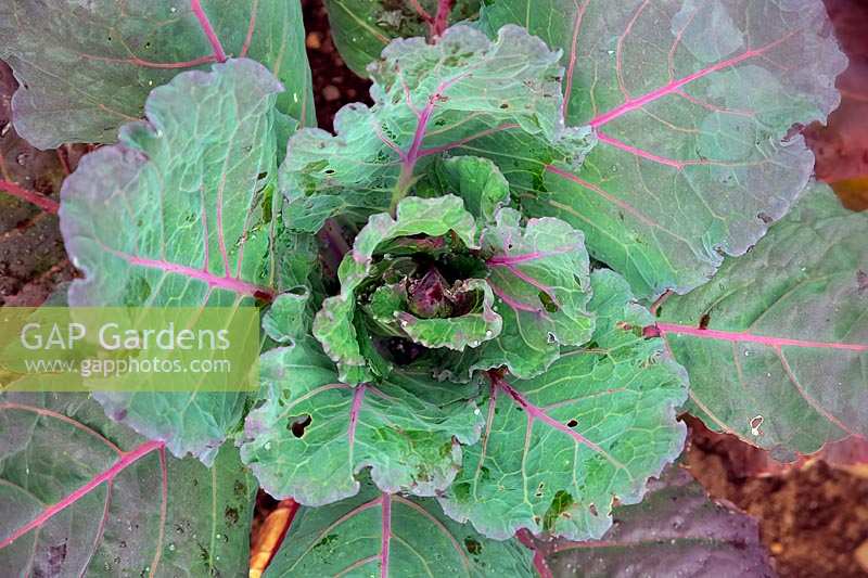 Brassica oleracea Capitata Group 'Marabel' - Cabbage 