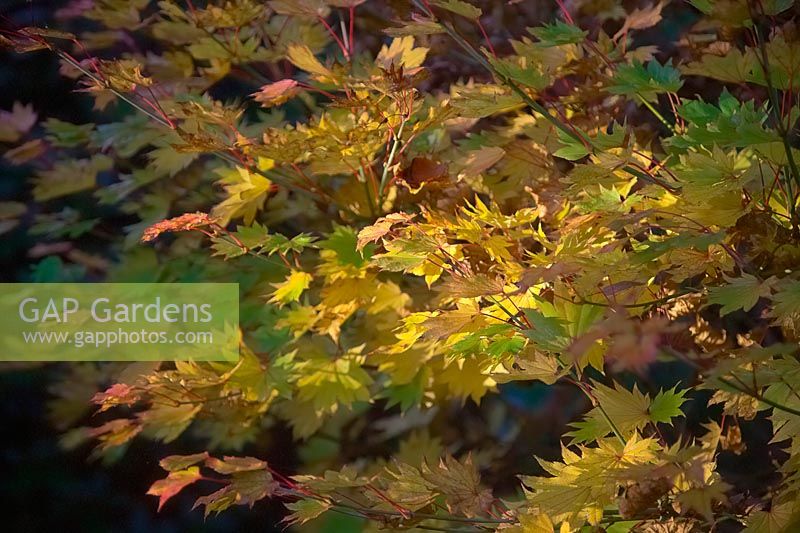 Acer shirasawanum 'Aureum' - Golden Shirasawa Maple
