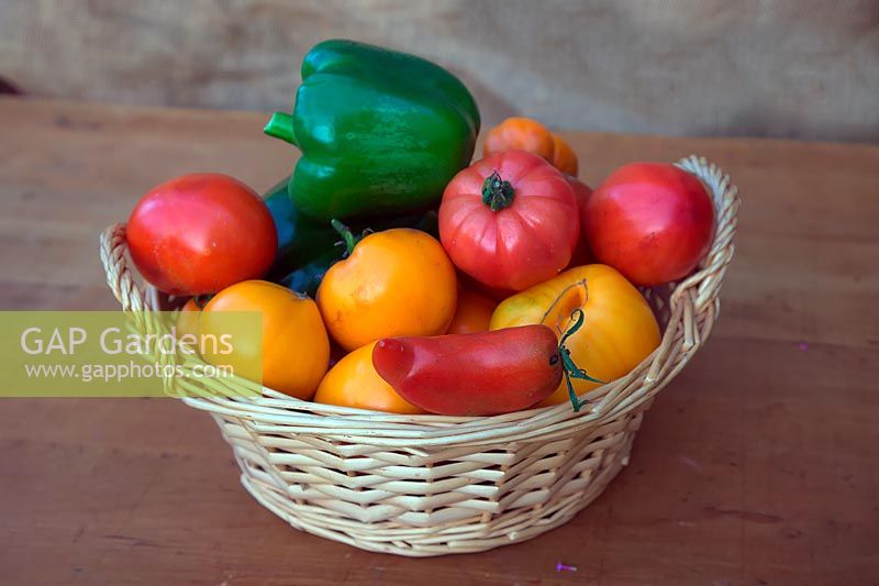 A basket of freshly harvested tomatoes and peppers. 