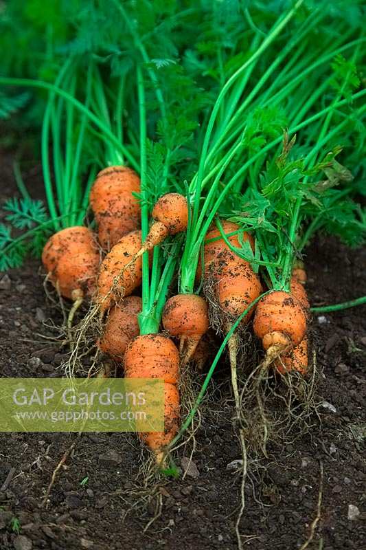 Freshly dug carrots Daucus carota 'Early Nantes' 